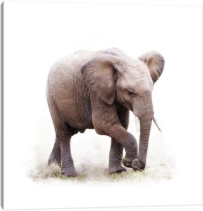 Baby African Elephant Isolated On White Canvas Art Print - Famous Palaces & Residences