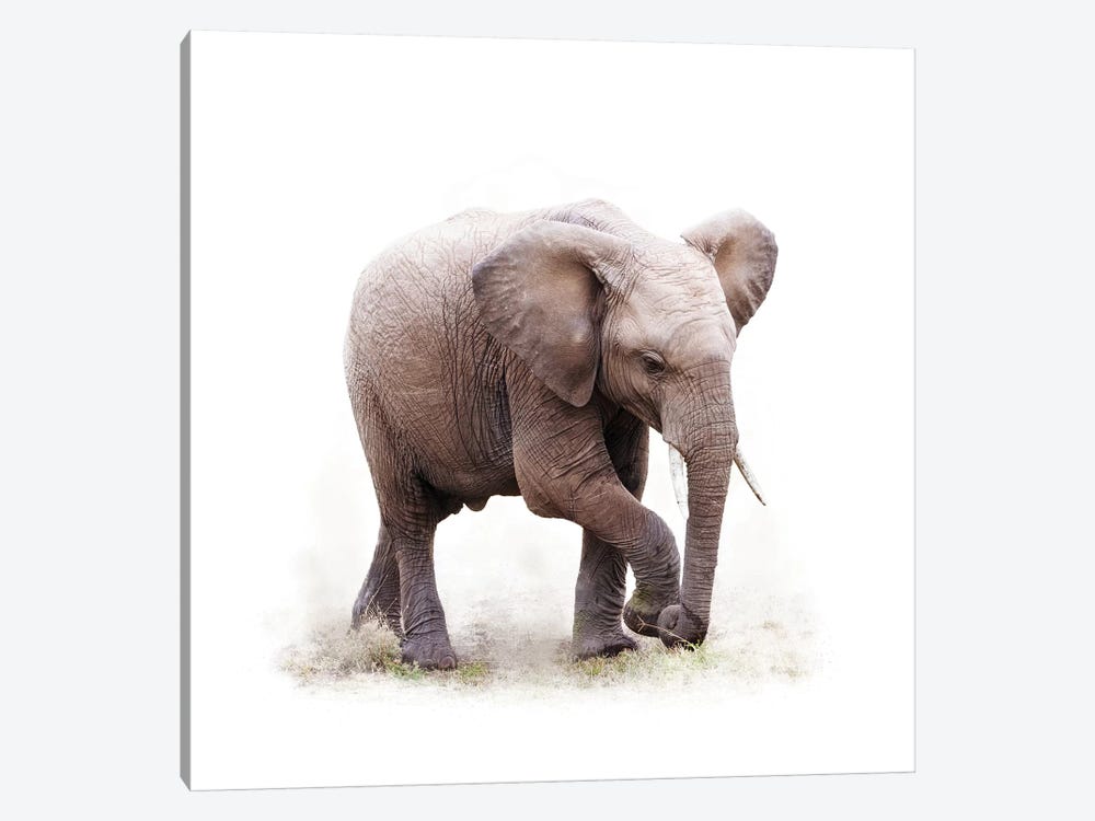 Baby African Elephant Isolated On White by Susan Richey 1-piece Canvas Print
