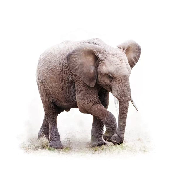 Ancient Wonders: Baby African Elephant Isolated On White by Susan Richey