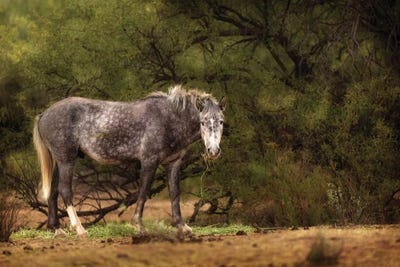 Dapple Grey Arizona Wild Horse by Susan Richey canvas print