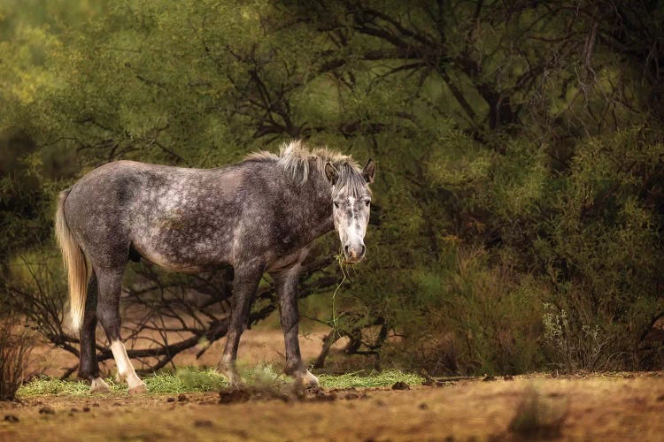 Dapple Grey Arizona Wild Horse