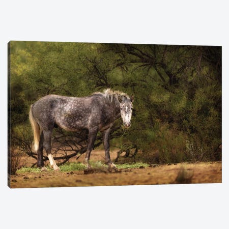 Dapple Grey Arizona Wild Horse Canvas Print #SMZ190} by Susan Schmitz Canvas Wall Art