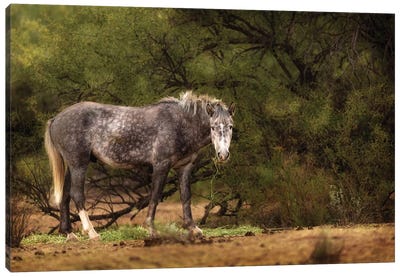 Dapple Grey Arizona Wild Horse Canvas Art Print - Susan Richey