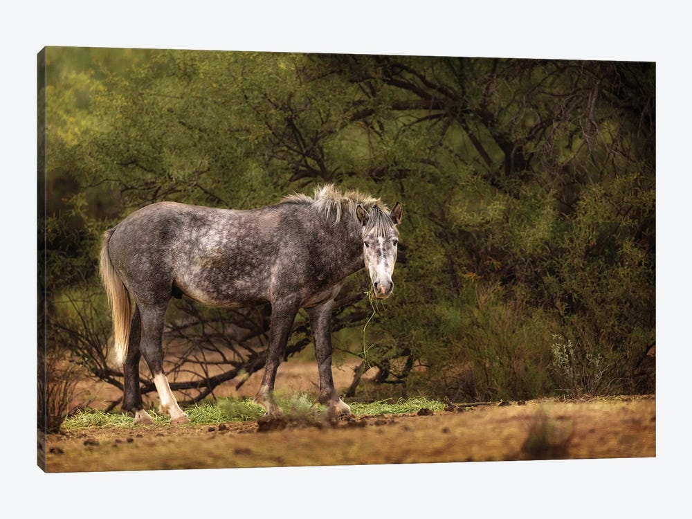 Dapple Grey Arizona Wild Horse by Susan Richey 1-piece Canvas Art Print