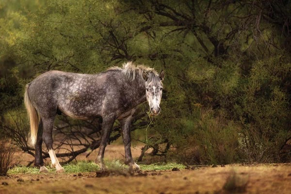 Susan Richey: Dapple Grey Arizona Wild Horse by Susan Richey