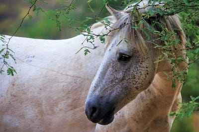 White Wild Horse In Morning Sun by Susan Richey canvas print