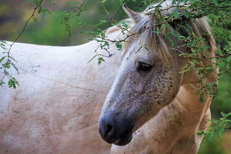 White Wild Horse In Morning Sun