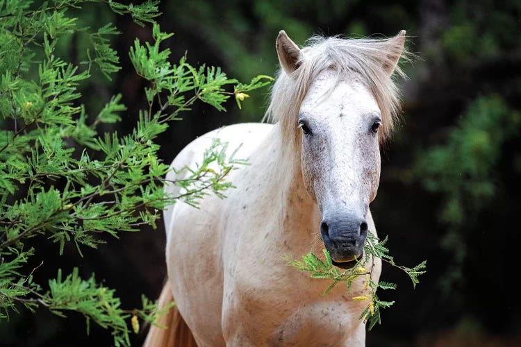 Closeup Of Beautiful White Wild Horse