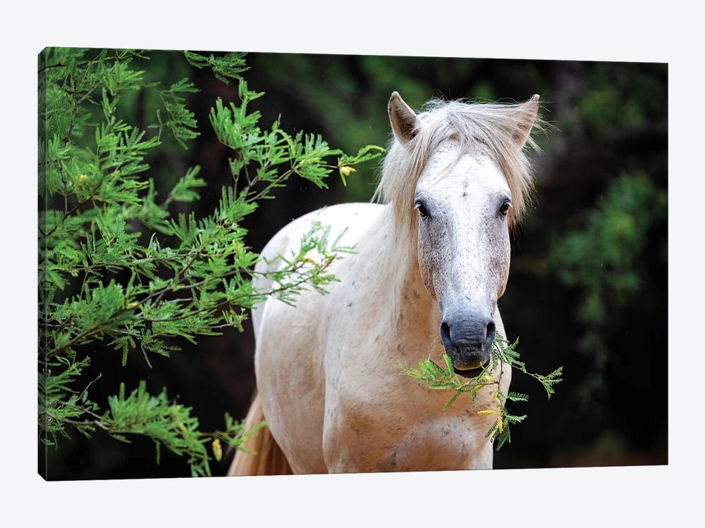 Closeup Of Beautiful White Wild Horse by Susan Richey 1-piece Canvas Print