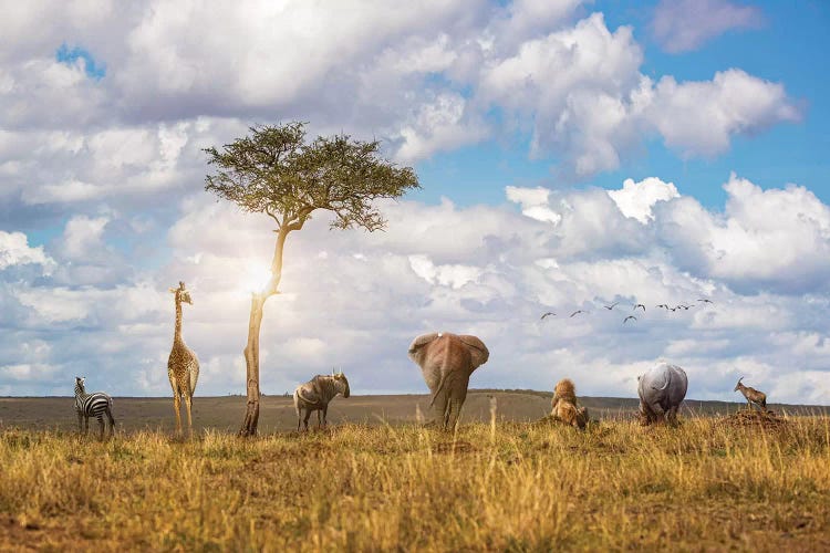 Safari Animals Looking Out Over The Land