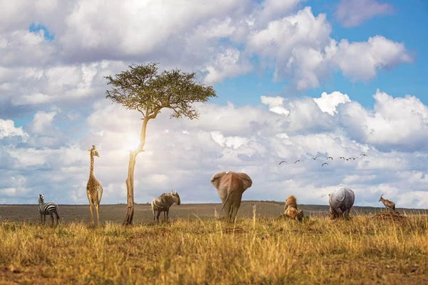 Safari Animals Looking Out Over The Land