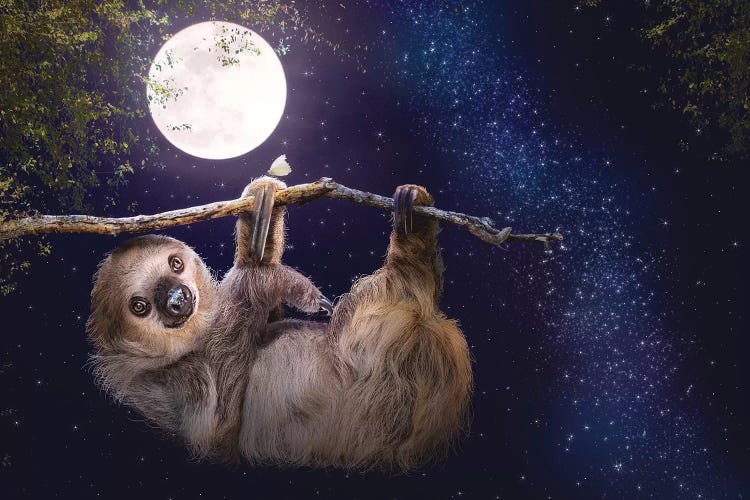 Cute Sloth Hanging On A Branch In Evening