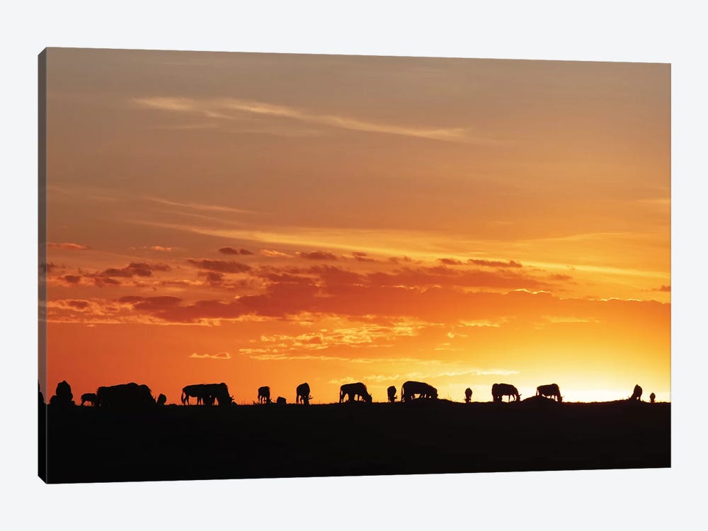 Sunset Silhouette Of Wildebeest In Africa by Susan Richey 1-piece Canvas Artwork
