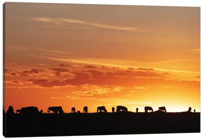 Sunset Silhouette Of Wildebeest In Africa Canvas Art Print - Susan Richey