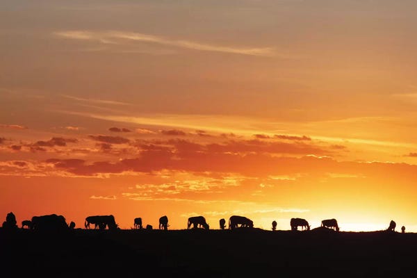 Susan Richey: Sunset Silhouette Of Wildebeest In Africa by Susan Richey