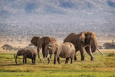 Elephant Family In Amboseli Kenya by Susan Richey framed canvas print