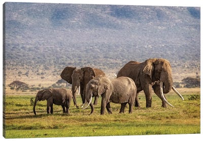 Elephant Family In Amboseli Kenya Canvas Art Print - Susan Richey