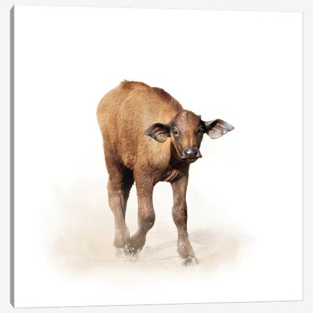 Baby Cape Buffalo Isolated On White Canvas Print #SMZ19} by Susan Richey Art Print