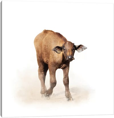 Baby Cape Buffalo Isolated On White Canvas Art Print - Susan Richey