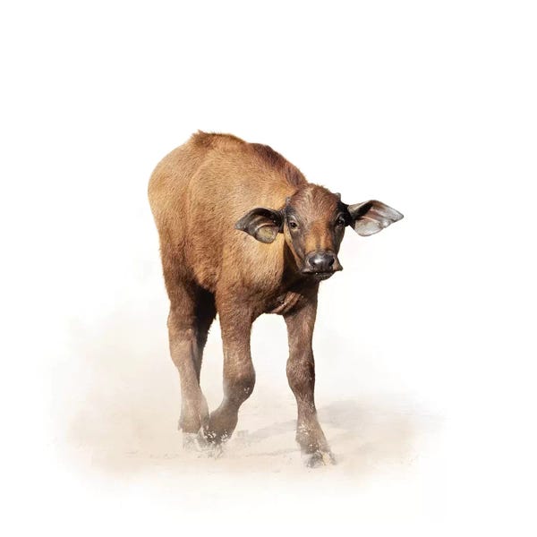 Susan Richey: Baby Cape Buffalo Isolated On White by Susan Richey