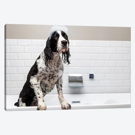 Two Funny Wet Dogs In Bathtub Canvas Artwork by Susan Richey