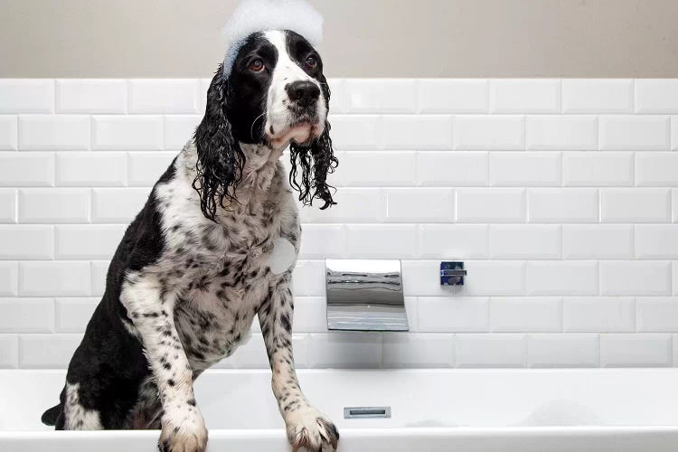 Adorable Springer Spaniel Dog In Tub II