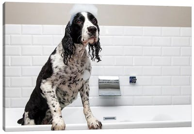 Adorable Springer Spaniel Dog In Tub II Canvas Art Print - Bathroom Humor Art