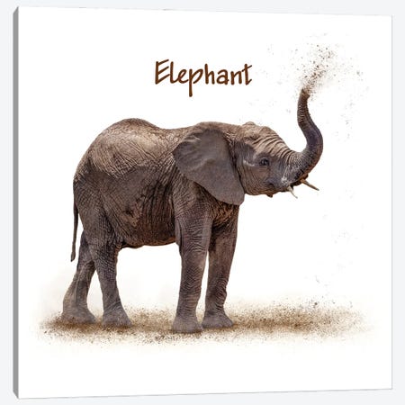 Baby Elephant Calf Blowing Dirt On White Canvas Print #SMZ200} by Susan Richey Canvas Art