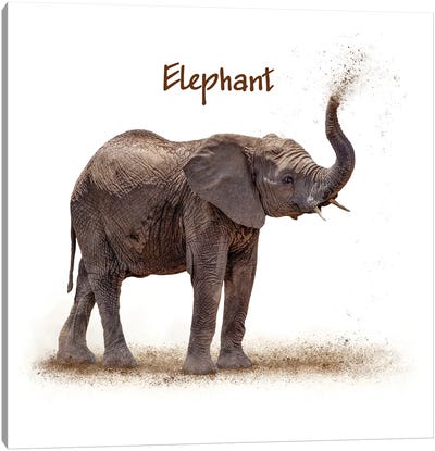 Baby Elephant Calf Blowing Dirt On White Canvas Art Print - Susan Richey