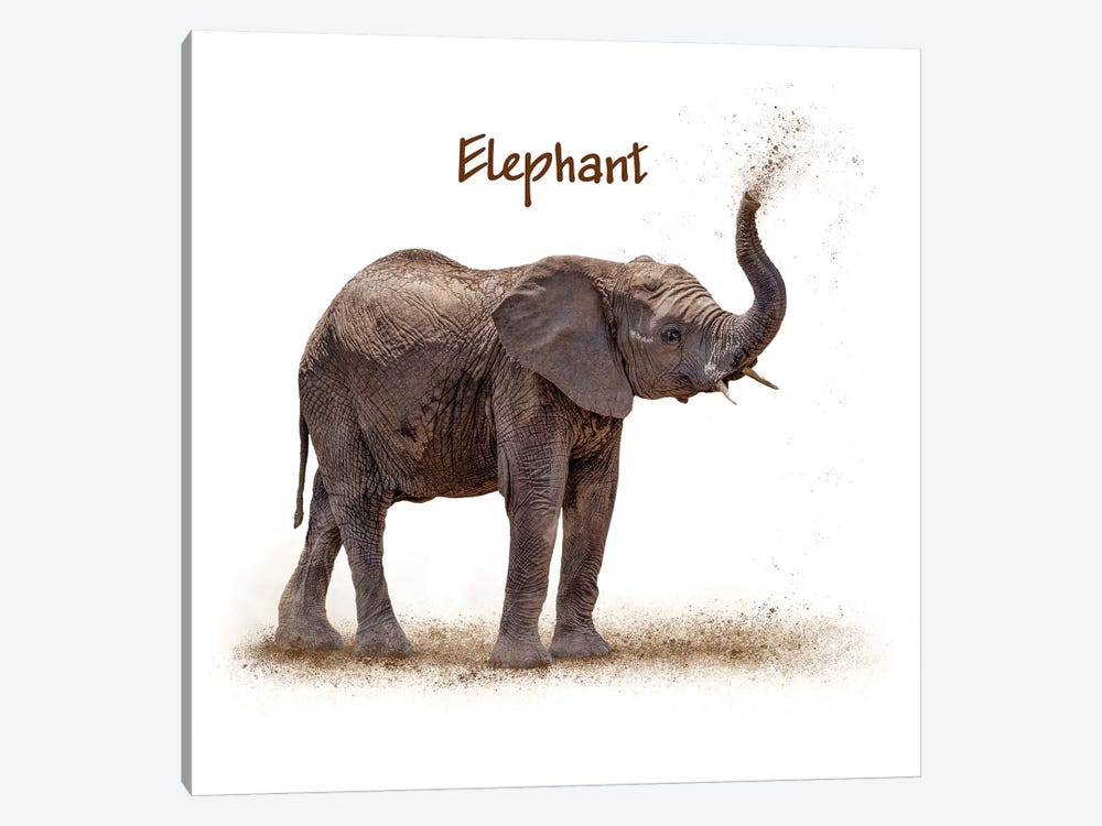 Baby Elephant Calf Blowing Dirt On White by Susan Richey 1-piece Canvas Wall Art