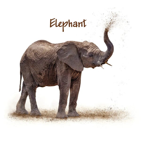 Susan Richey: Baby Elephant Calf Blowing Dirt On White by Susan Richey