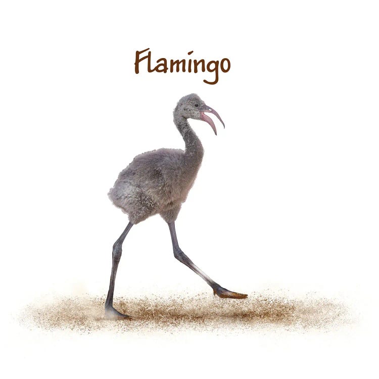 Baby Flamingo Walking On White