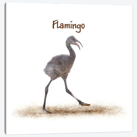Baby Flamingo Walking On White Canvas Print #SMZ201} by Susan Richey Canvas Art