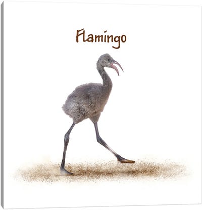 Baby Flamingo Walking On White Canvas Art Print - Susan Richey