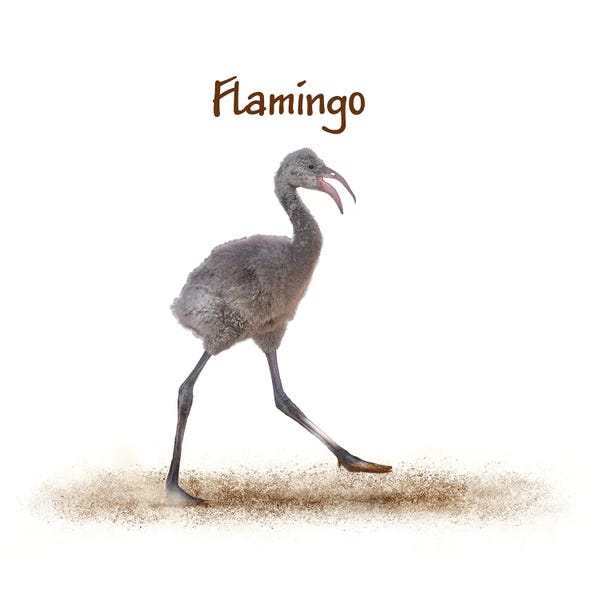Susan Richey: Baby Flamingo Walking On White by Susan Richey