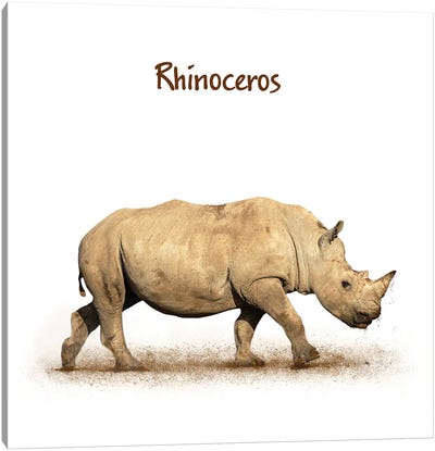 Young Rhinoceros Calf Walking Side On White Canvas Art Print - Rhinoceros Art