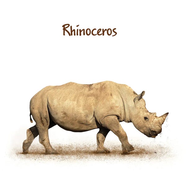 Susan Richey: Young Rhinoceros Calf Walking Side On White by Susan Richey