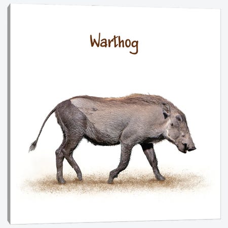 Muddy Baby Warthog Walking On White Canvas Print #SMZ203} by Susan Richey Canvas Wall Art