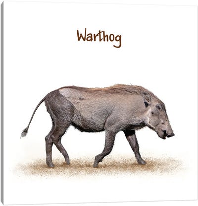 Muddy Baby Warthog Walking On White Canvas Art Print - Susan Richey