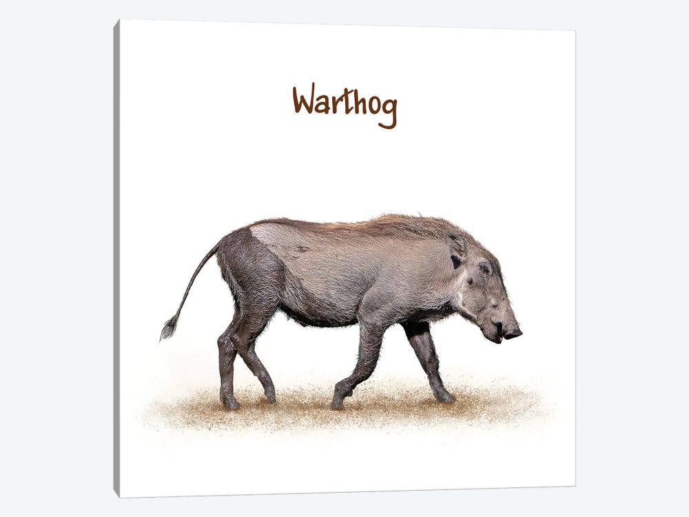 Muddy Baby Warthog Walking On White by Susan Richey 1-piece Canvas Art Print