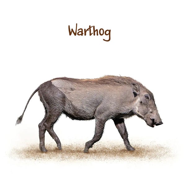 Susan Richey: Muddy Baby Warthog Walking On White by Susan Richey