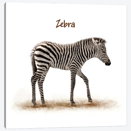 Cute Baby Zebra Walking On White Canvas Print #SMZ204} by Susan Richey Canvas Art Print