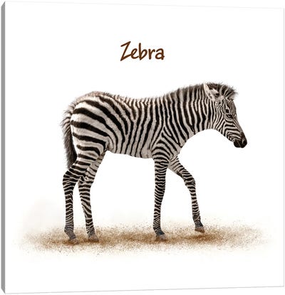 Cute Baby Zebra Walking On White Canvas Art Print - Susan Richey