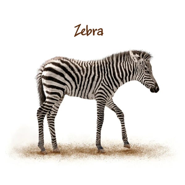 Susan Richey: Cute Baby Zebra Walking On White by Susan Richey