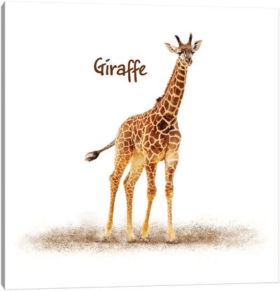 Cute Baby Giraffe On White Canvas Art Print - Giraffe Art
