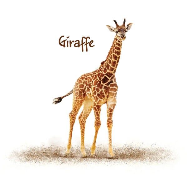 Susan Richey: Cute Baby Giraffe On White by Susan Richey