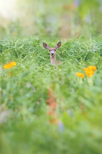 Finding Peace in Isolation by Susan Richey canvas print