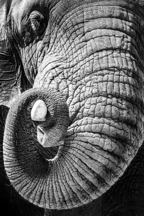 Elephant Curling Trunk Around Tusk - Black And White