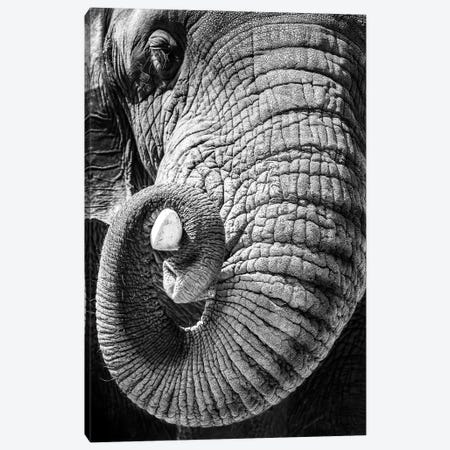 Elephant Curling Trunk Around Tusk - Black And White Canvas Print #SMZ207} by Susan Richey Canvas Print
