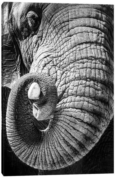 Elephant Curling Trunk Around Tusk - Black And White Canvas Art Print - Susan Richey